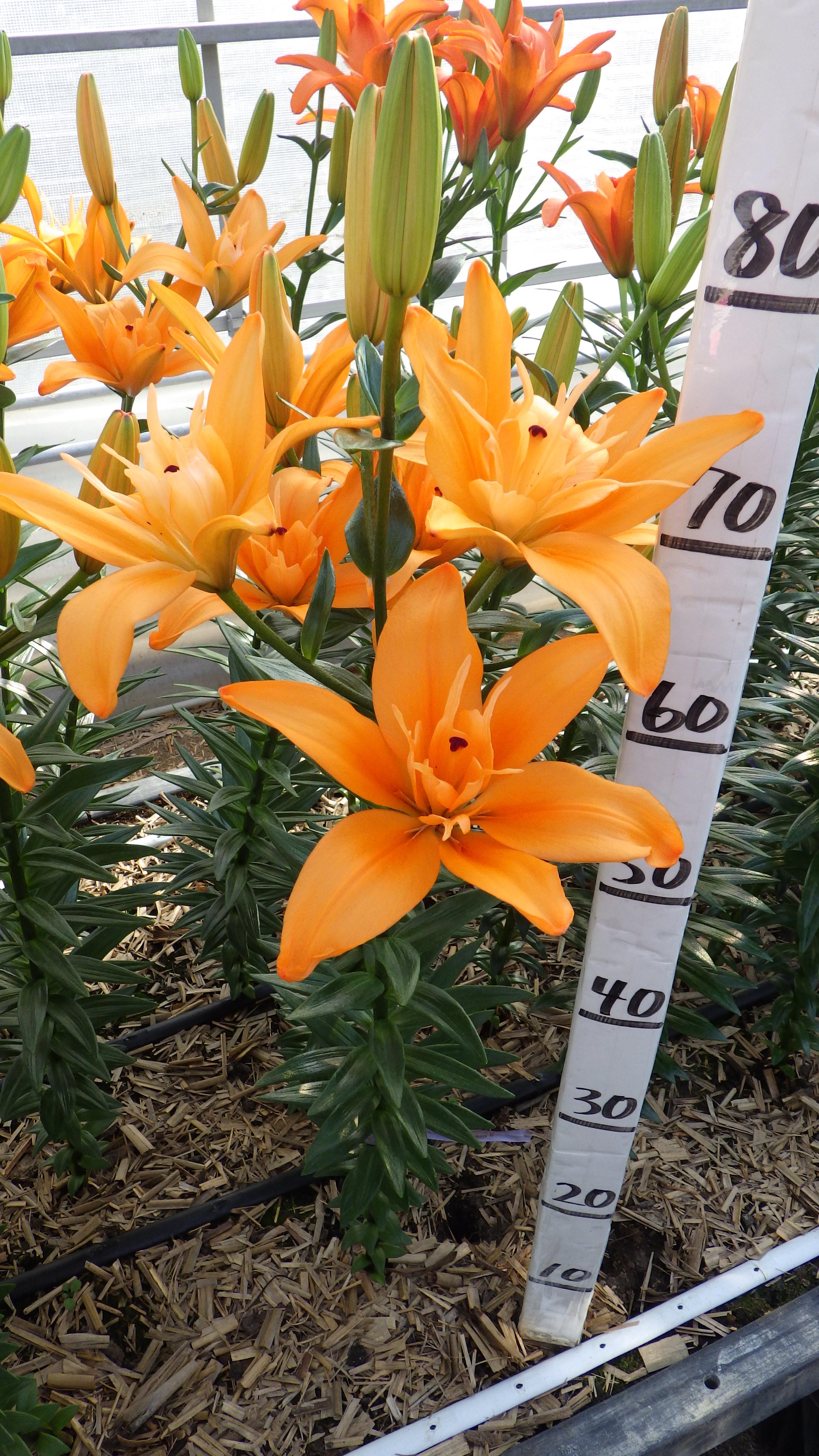 フォアハンド(花粉無し)(BFｴﾝｼﾞｪﾙ)